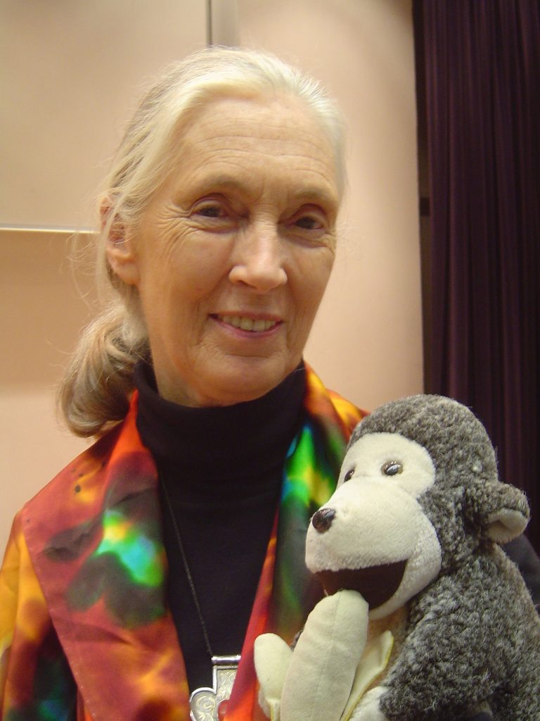 Jane Goodall and chimpanzee